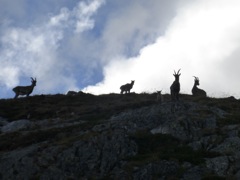 Ibex, below Lac Blanc Refuge