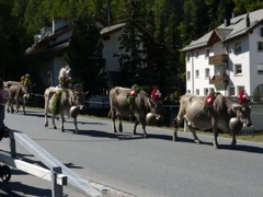 The Cow Parade