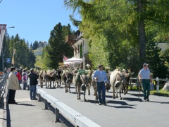And the rest of the cows